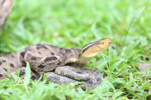 Ferdelance Pit Viper in the Rain Forest