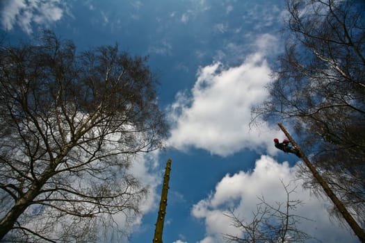 Woodcutter in action in denmark