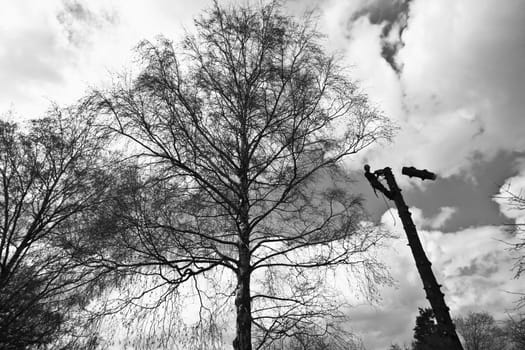 Woodcutter in action in denmark