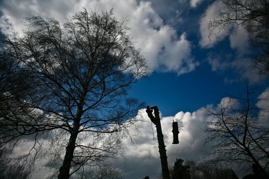 Woodcutter in action in denmark