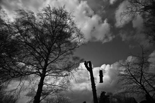 Woodcutter in action in denmark