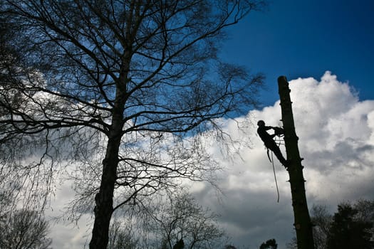 Woodcutter in action in denmark
