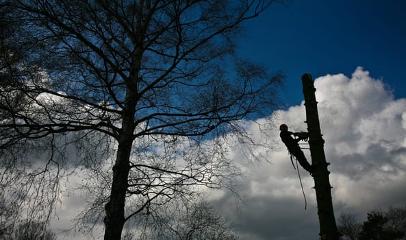Woodcutter in action in denmark