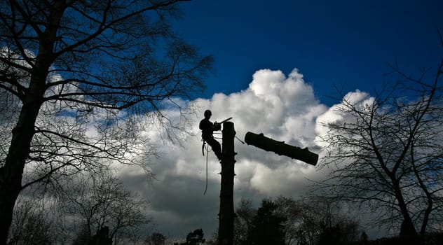 Woodcutter in action in denmark