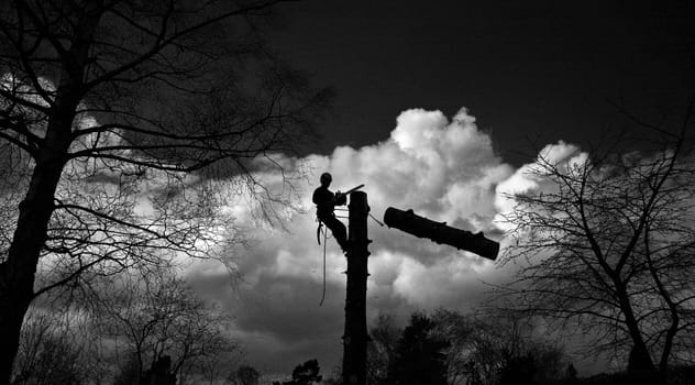 Woodcutter in action in denmark