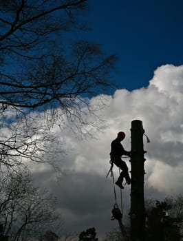 Woodcutter in action in denmark