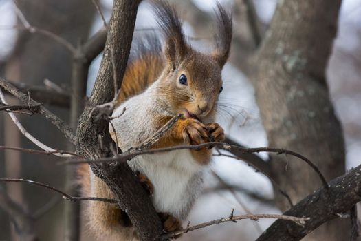 The photograph shows a squirrel