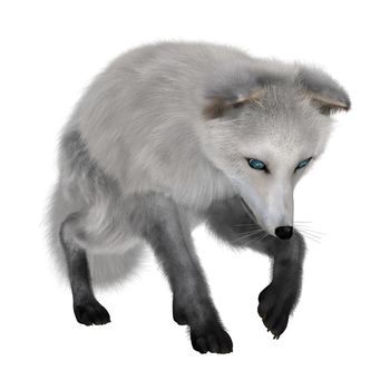 3D digital render of an arctic fox isolated on white background