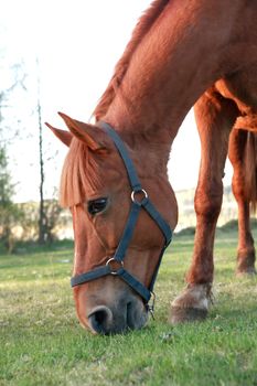 Evening farm. Closeup of red horse eating grass on pasture