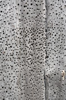Background made from holey dry gray wooden planks