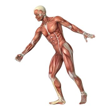 3D digital render of a male anatomy figure with muscles map isolated on white background