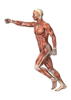 3D digital render of a male anatomy figure with muscles map isolated on white background