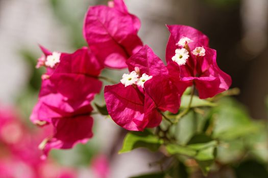 Close up photo of the beautiful pink bougainvillea