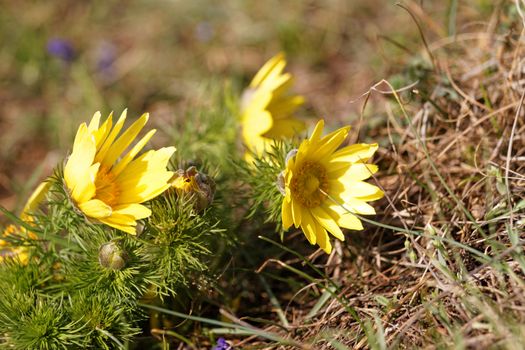 Photo beautiful small yellow flower in the field