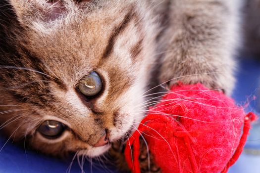 Photo of a cute cat who playing a red skein