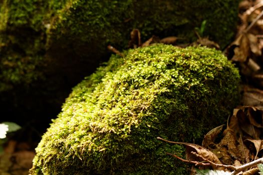 Photo of green moss in the forest 