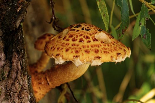Photo of a beautiful brown tree fungus