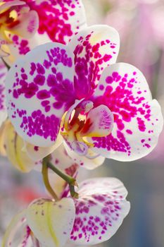 Detail of beautiful white orchid with pink splats
