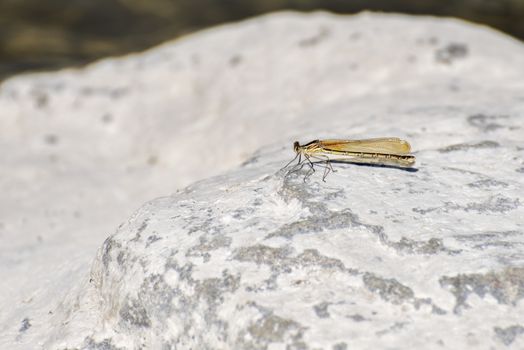 Dragonfly perching on a rock - wild insect