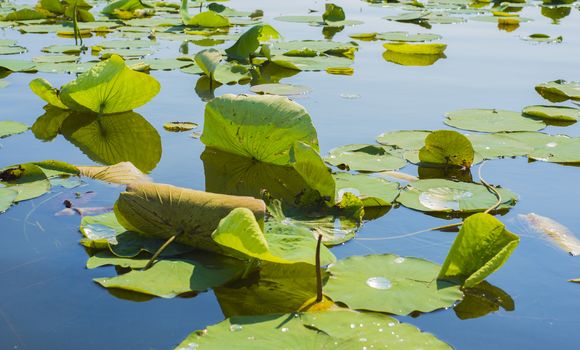 Detail of lillypads reflected on water, Point Pelee national park, Ontario, Canada