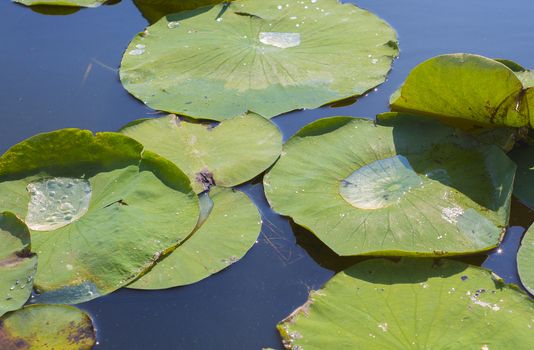 Detail of lillypads reflected on water, Point Pelee national park, Ontario, Canada