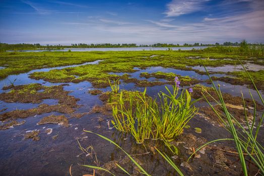 Marsh area in Point Pelee National Park, Ontario, Canada