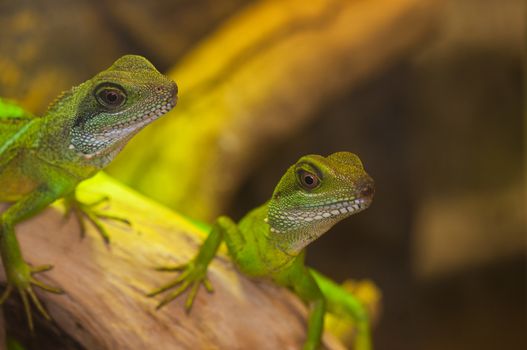 Couple of small reptiles pet - green water dragons