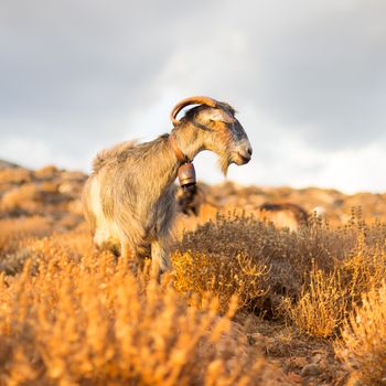 Domestic goat in mountains on Greek Mediterranean island Crete. Dramatic warm light and weather before the sunset.