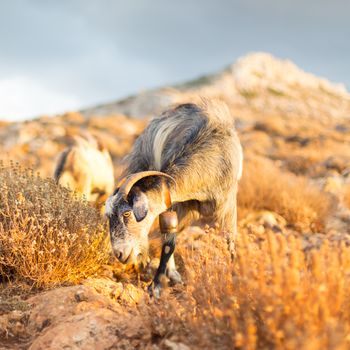 Domestic goat in mountains on Greek Mediterranean island Crete. Dramatic warm light and weather before the sunset.