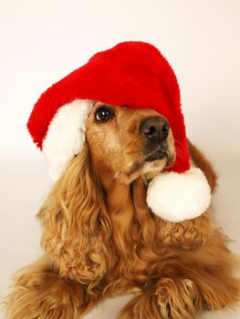 brown cocker spaniel with red christmas hat        