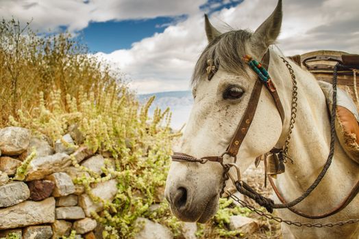 A Greek pack mule rests under a blue sky with the Aegean framing him in the background.