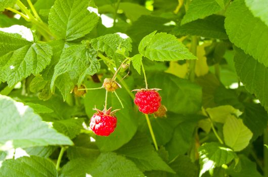 raspberries growing on a branch in green leaves