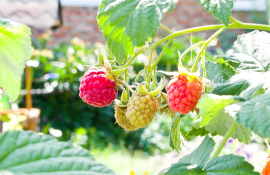 raspberries growing on a branch in green leaves