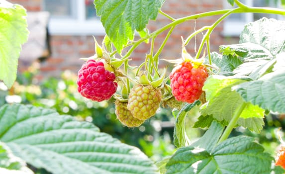 raspberries growing on a branch in green leaves