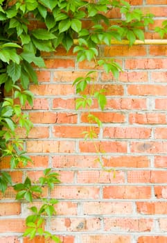 brick wall with green loach crawling on it