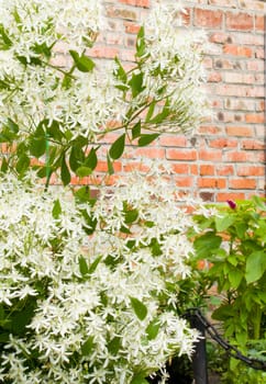 green bush with white flowers closeup of