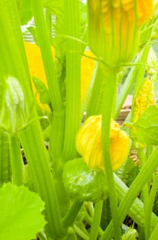 green zucchini with yellow flowers closeup of