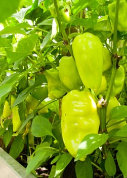 green peppers growing in the bush closeup of