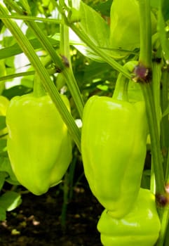 green peppers growing in the bush closeup of