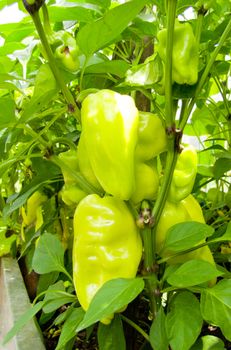 green peppers growing in the bush closeup of