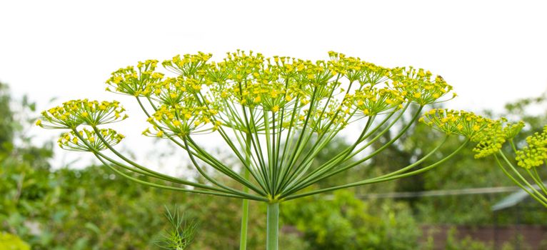 Green dill closeup of against the gray sky