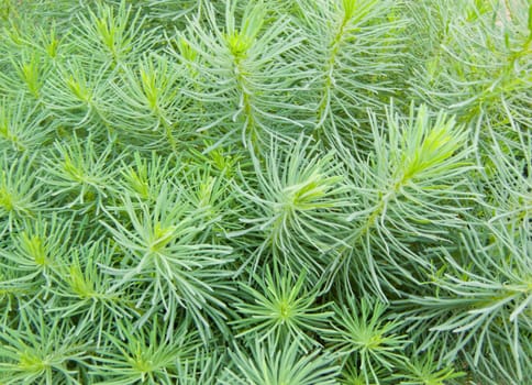 background in the form green plant closeup of