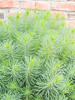 background in the form green plant closeup of