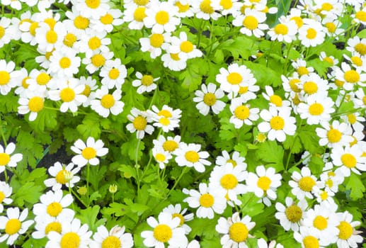 green meadow with white daisies the background