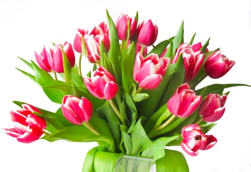 bouquet of crimson tulips isolated on white background