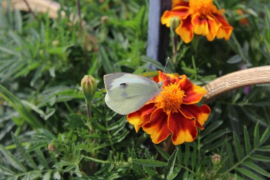 Cabbage White butterfly feeding on yellow-red flower.