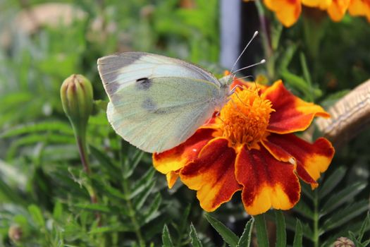 Cabbage White butterfly feeding on yellow-red flower.