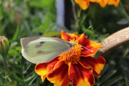 Cabbage White butterfly feeding on yellow-red flower.