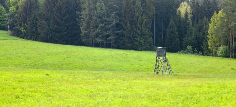 The grass field and the forest