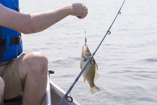 Fisherman with freshly caught freshwater drum fish in lake Erie, Ontario, Canada.